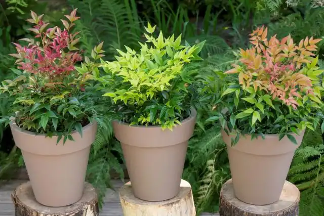 На весну-лето желательно перенести нандину на открытый воздух