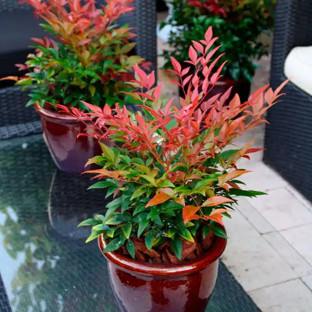Нандина домашняя (Nandina domestica)