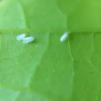 Белокрылки