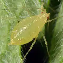 Пеларгониевая тля