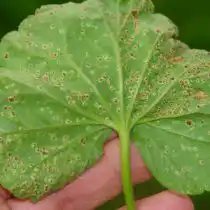 Ржавчина на листе