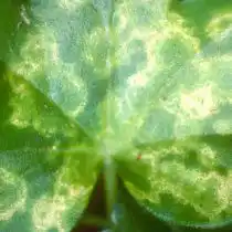 Мозаика на листе