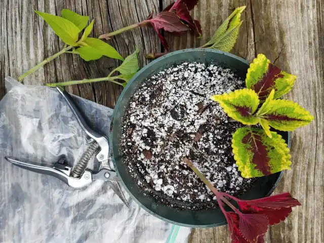 Для нарезания черенков колеуса нужно подобрать острый инструмент — нож, лезвие, секатор