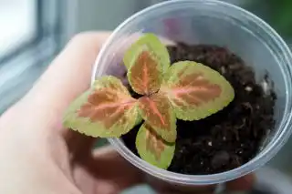 Укорененные в субстрате черенки колеусов пересаживают по общим правилам