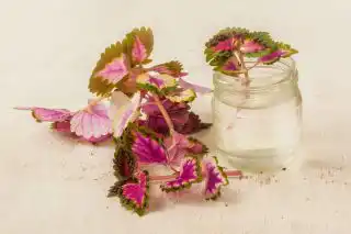 Для укоренения колеусов отлично подходят для стеклянные стаканы и баночки