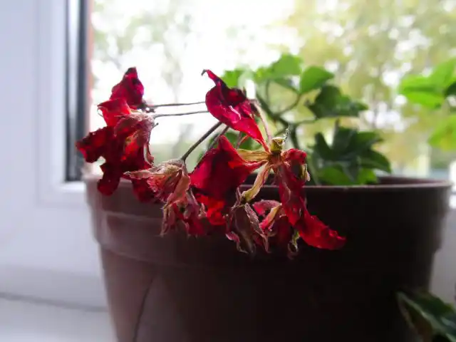 К быстрому увяданию цветков могут привести любые большие проблемы с уходом и температурами