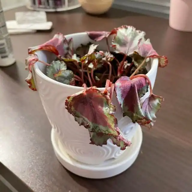 Нарушения содержания в зимний период являются одной из главных причин проблем с бегониями 