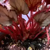 При переливе бегонии часто страдают от корневой гнили