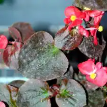 Симптомы мучнистой росы на бегонии простые в распознании