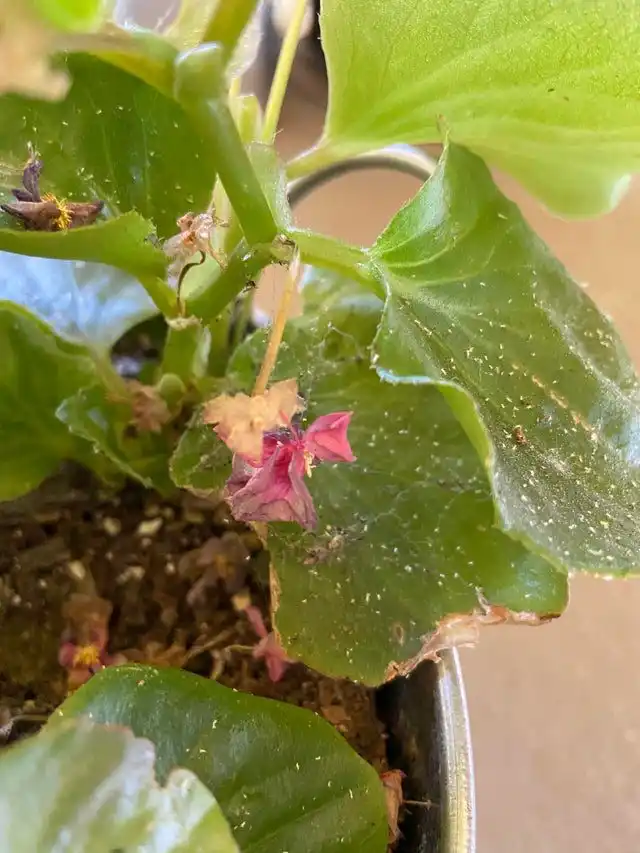 Паутинные клещи на бегонии