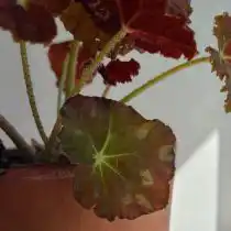 Пятнистость у бегонии