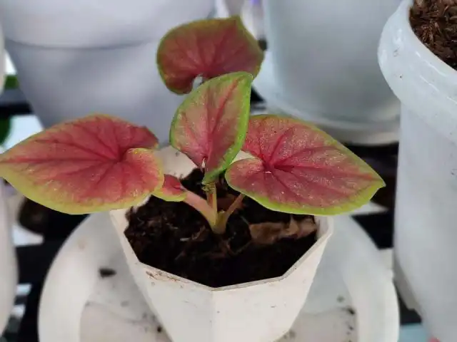 Своевременно разделяйте или заменяйте бегонии на новые