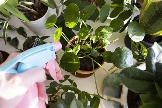 Чтобы использовать пиретрины, слегка опрыскайте все поверхности растений и верхний слой почвы