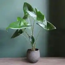 Алоказия зебрина (Alocasia zebrina)