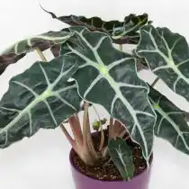 Алоказия Сандера (Alocasia sanderiana)