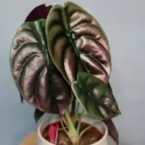 Алоказия медно-красная (Alocasia cuprea)