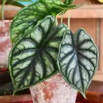 Алоказия (Alocasia), сорт «Дрэгон Скейл» (Dragon Scale)