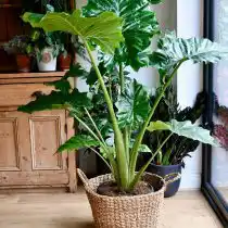 Алоказия (Alocasia), сорт «Портодора» (Portodora)