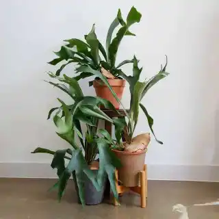 Платицериум оленерогий, или дваждывильчатый (Platycerium bifurcatum)