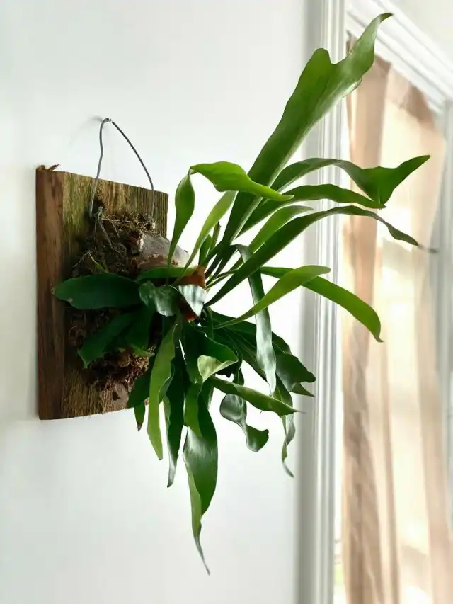 Все виды платицериума отлично растут на блоке или коре