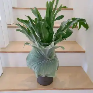 Платицериум большой (Platycerium grande)