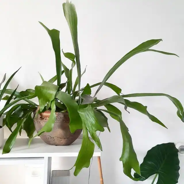 Платицериум стоит разместить так, чтобы листья свешивались с края мебели