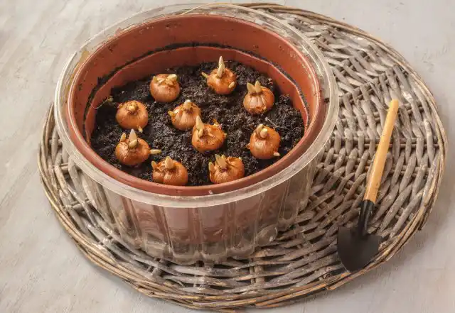 Крокусы высаживают группками от 5 растений