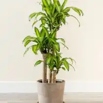 Драцена душистая (Dracaena fragrans), сорт «Массанжеана» (Massangeana)