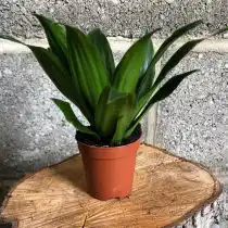 Драцена душистая (Dracaena fragrans), сорт «Компакта» (Compacta)