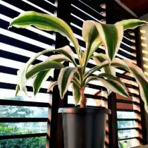 Драцена душистая (Dracaena fragrans), сорт «Виктория» (Victoria)