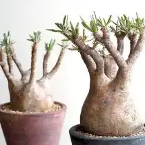 Пахиподиум (Pachypodium)