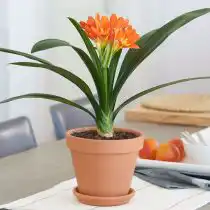 Кливия киноварная (Clivia miniata)