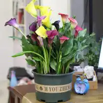 Зантедеския эфиопская (Zantedeschia aethiopica)