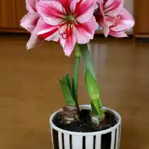 Гиппеаструм (Hippeastrum)
