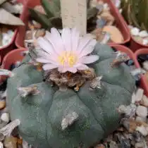 Лофофора Уильямса (Lophophora williamsii)