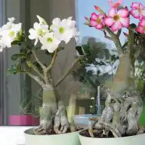 Адениум тучный (Adenium obesum) 