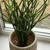 Молочай тирукалли (Euphorbia tirucalli)