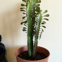 Молочай треугольный (Euphorbia trigona)