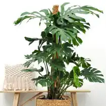 Монстера привлекательная (Monstera deliciosa)