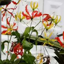 Глориоза роскошная (Gloriosa superba)