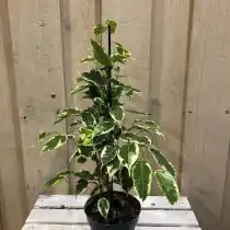 Фикус бенджамина (Ficus benjamina), сорт «Саманта» (Samantha)