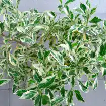 Фикус бенджамина (Ficus benjamina), сорт «Старлайт» (Starlight)