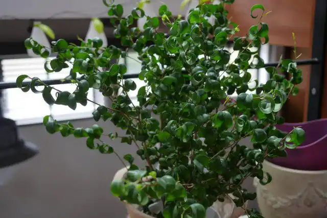 Фикус бенджамина (Ficus benjamina), сорт «Барок» (Barok)
