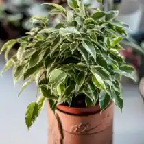 Фикус бенджамина (Ficus benjamina), сорт «Кинки» (Kinky)