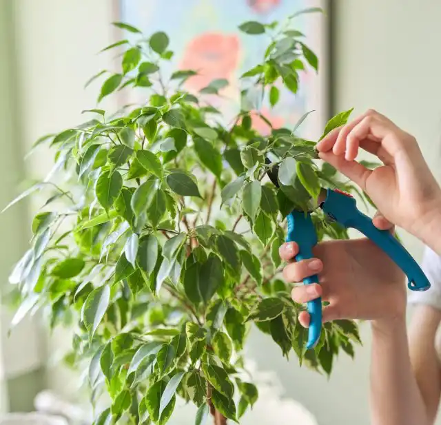 Обрезают фикусы ранней весной