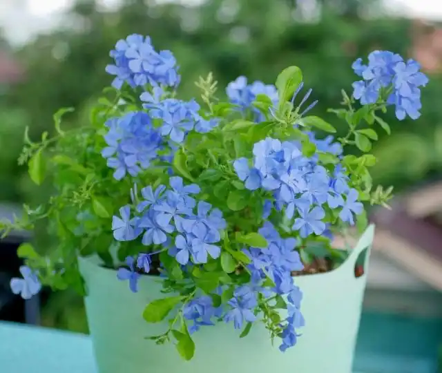 Свинчатке ушковидной, или Плюмбаго (Plumbago auriculata) нужно дать простор для активного роста