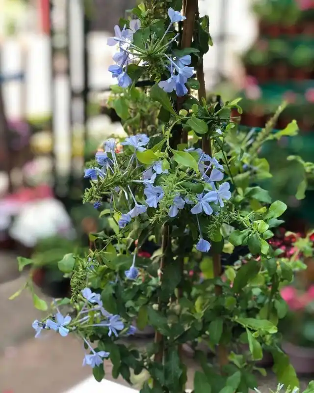 По мере роста свинчатку лучше закреплять на опоре