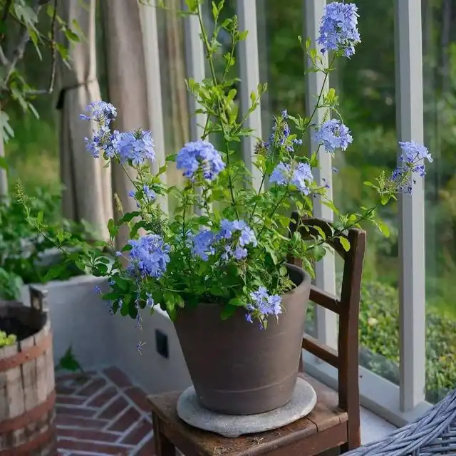 Свинчатка предпочитает лето проводить на свежем воздухе, цвести на балконах и террасах