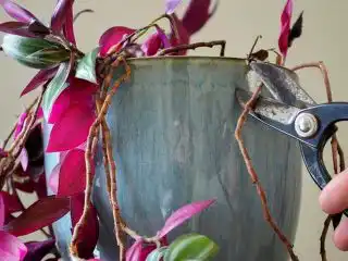 Прищипывать и укорачивать побеги традесканции можно когда угодно по своему желанию