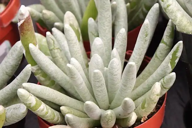 Крестовник стрелконосный (Senecio scaposus) 